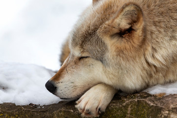  Grey wolf (Canis lupus)  also known in north america as Timber wolf in winter.