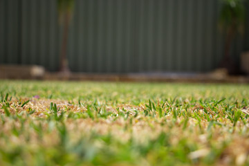 Obraz premium half dead green grass