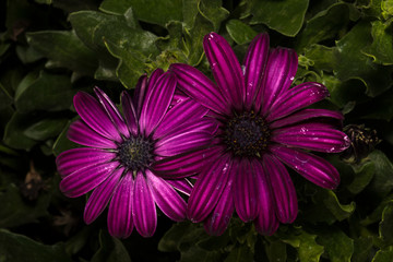 Purple daisy with a beautiful black center in the bushes in the park