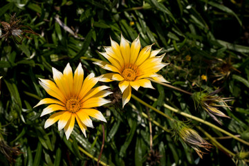 Yellow daisy with white tips between the bushes in the park