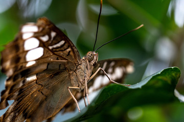 Obraz na płótnie Canvas Parthenos silver clipper butterfly