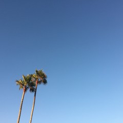California Palm Trees
