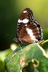 Obraz na płótnie Canvas Brown and white butterfly on leaf