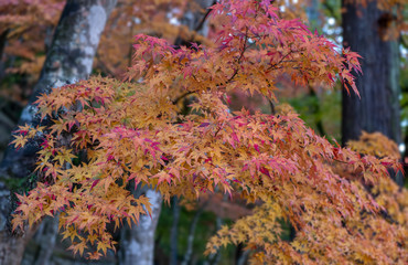 Maple leaves in the autumn at Japanese forest