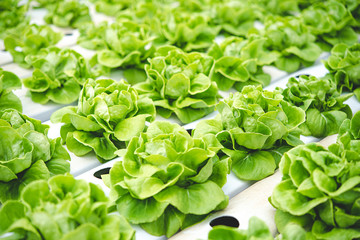 Roll of green and fresh butterhead in organic farm good for making salad. Healthy, diet and clean food concept.