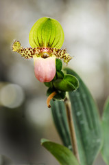 Slipper flower on blurred background