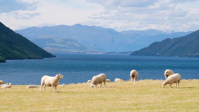 The beautiful scenery next to the lake with the mountain view. A flock of sheep grazing on a yellow meadow.