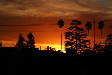 silhouette of tree at sunset