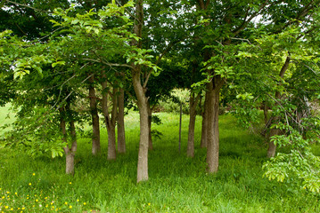 円陣のような森の木達