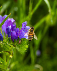 Bee on a purple flower