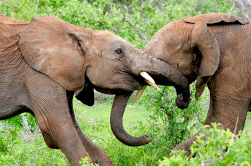 Two young bull elephants play-fight in Tsavo East National Park, Kenya. (Loxondonta africana)