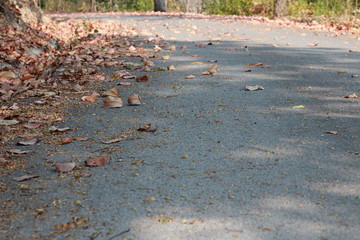 autumn leaves in road