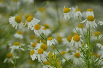 Chamomile. Field with daisies in July