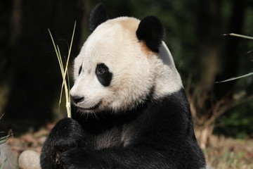 giant panda eating bamboo