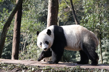 American Born Female Panda , Bei Bei