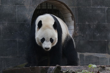 Fototapeta premium American Born Female Panda, Bei Bei, is Eating Bamboo Leaves