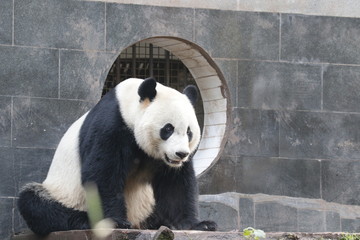 Fototapeta premium American Born Female Panda, Bei Bei, is Eating Bamboo Leaves