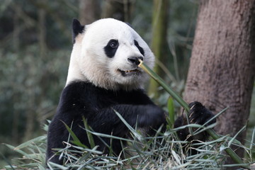 American Born Female Panda, Bei Bei, Bifengxia, China