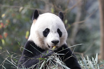 Fototapeta premium American Born Female Panda, Bei Bei, Bifengxia, China