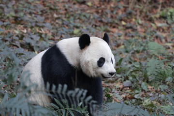Obraz na płótnie Canvas American Born Female Panda, Bei Bei, Bifengxia , China
