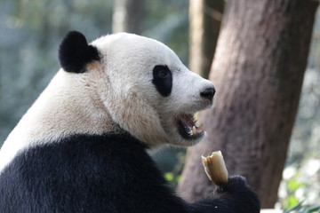 American Born Female Panda, Bei Bei, Bifengxia , China