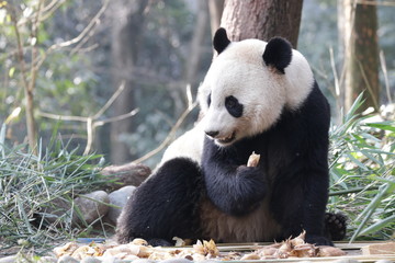 American Born Female Panda, Bei Bei, Bifengxia , China