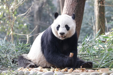 American Born Female Panda, Bei Bei, is Eating Bamboo Leaves