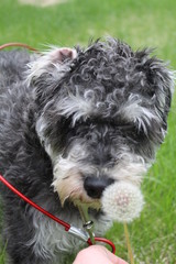 smelling the flowers