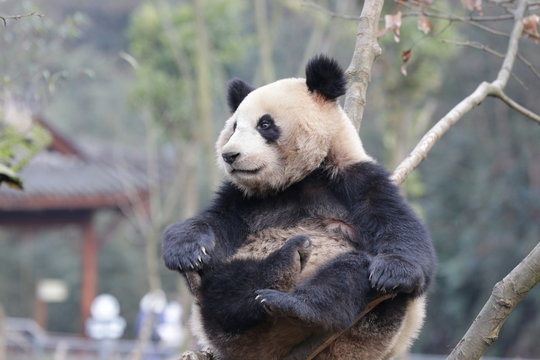 Funny Pose Of Giant Panda When He Is Scratching His Belly With His Paw