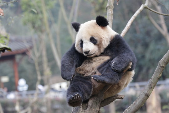 Funny Pose of Giant Panda when he is Scratching his Belly with his Paw