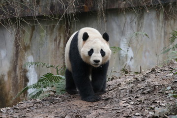 Obraz na płótnie Canvas Close up Giant Panda in the Yard, China