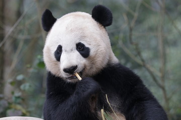Obraz premium American Born Panda, Bei Bei, is Enjoying eating bamboo, China