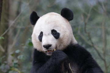 Obraz premium American Born Panda, Bei Bei, is Enjoying eating bamboo, China