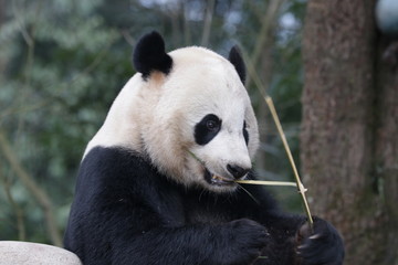 Close up American Born Female Panda, Bei bei, Bifengxia, China