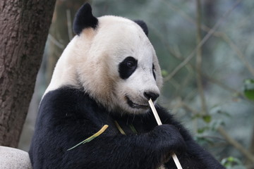 Obraz premium Close up American Born Female Panda, Bei bei, Bifengxia, China