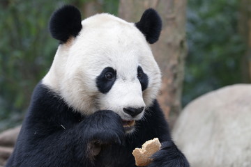 Fototapeta premium American Born Female Panda, Bei Bie, China