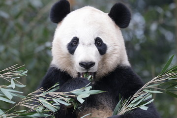 Fototapeta premium American Born Panda, Bei Bei, Bifengxia, China