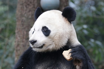 Obraz premium American Born Panda, Bei Bei, Bifengxia, China