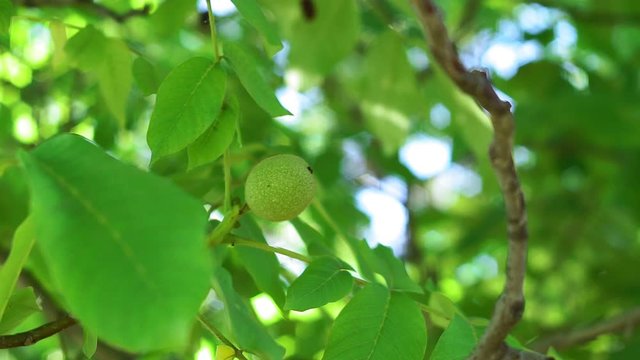 Green walnuts on the tree branch in garden. Walnuts on the branch. Nuts on the tree. Unripe walnuts
