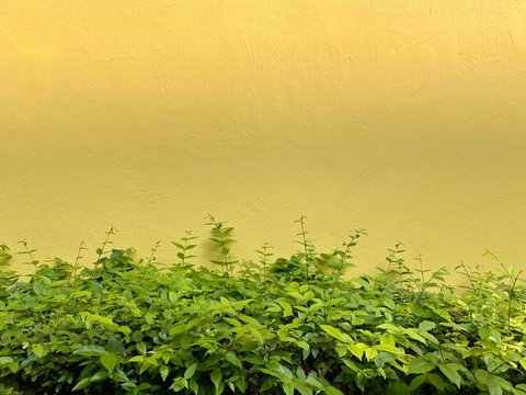 Abstract nature pattern of tropical summer plant on new yellow concrete cement surface texture background