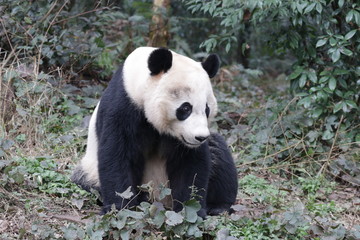 Obraz na płótnie Canvas American Born Female Panda, Bei Bei, Bifengxia, China