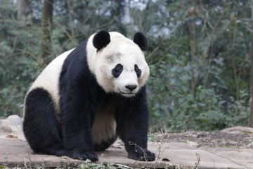 Obraz na płótnie Canvas American Born Female Panda, Bei Bei, Bifengxia, China