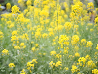 菜の花