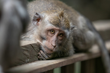 Monkeys observes man behavior and contemplates