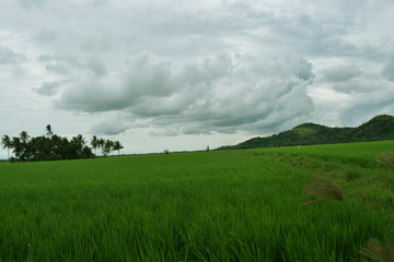 Naklejka na ściany i meble rice fields near the green mountains