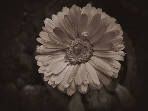 white daisy flower