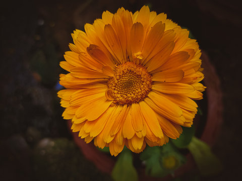 flower of calendula