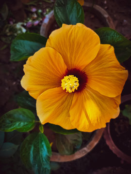 yellow flowers in the garden