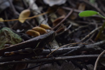 brown grasshopper alighted on a log