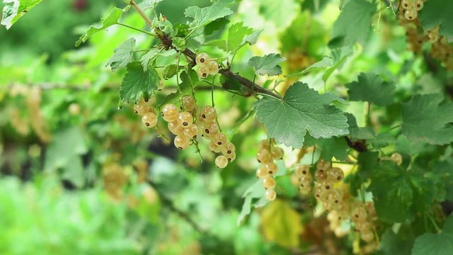 white currant on a Bush branch. Berries of ripe white currants grow on a bush in the garden.